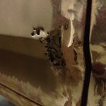 Precision Restorations